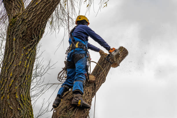 Best Tree Health Inspection  in Rathdrum, ID