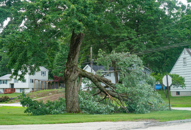 Best Tree Risk Assessment  in Rathdrum, ID