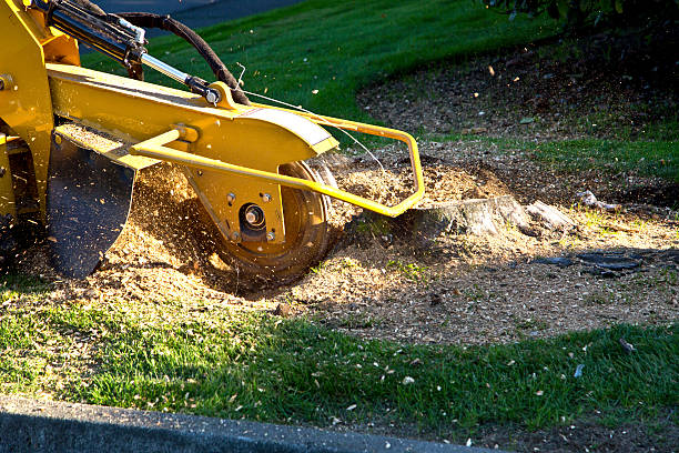 Reliable Rathdrum, ID Tree Services Solutions