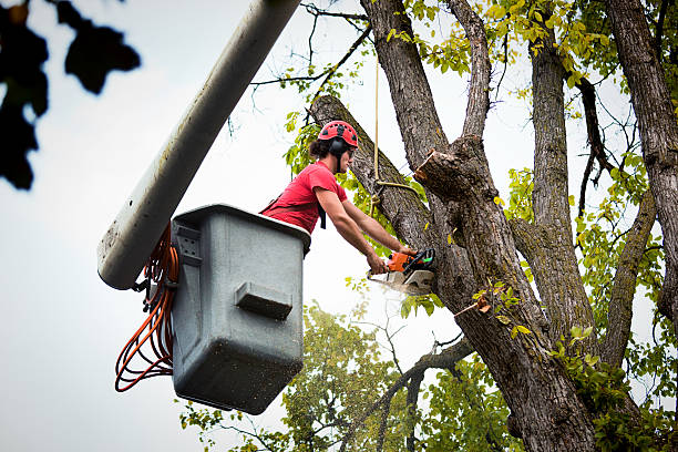 Best Storm Damage Tree Cleanup  in Rathdrum, ID