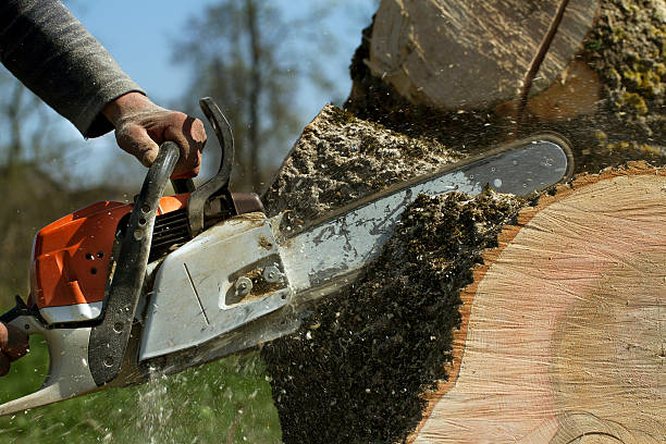 How Our Tree Care Process Works  in Rathdrum, ID