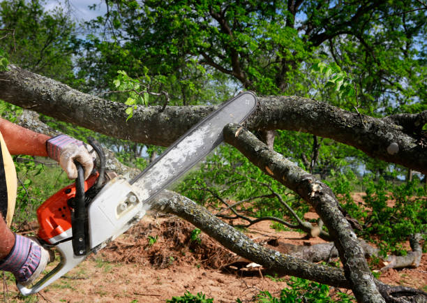 Best Fruit Tree Pruning  in Rathdrum, ID